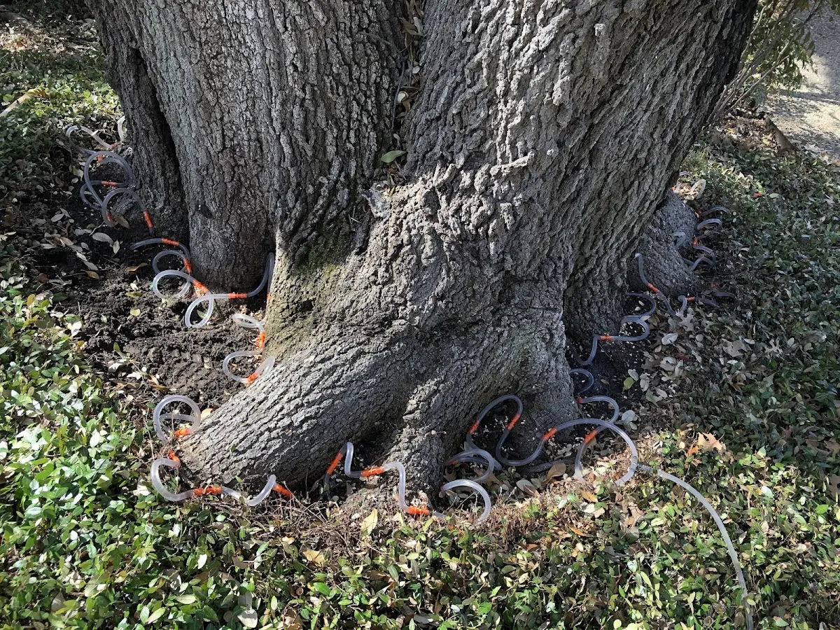 Detailed Tree Cabling and Bracing job site in Wisconsin Rapids