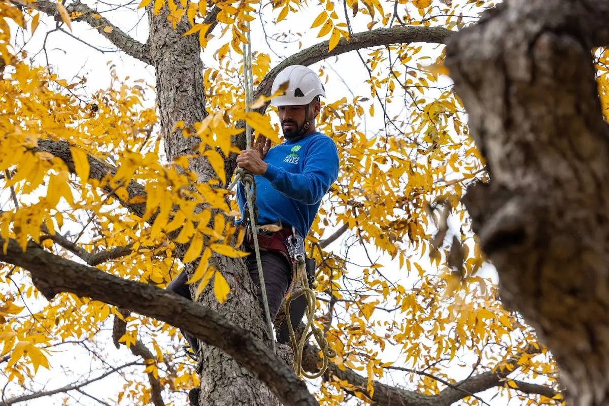 Skilled Tree Pruning crew working in Wisconsin Rapids